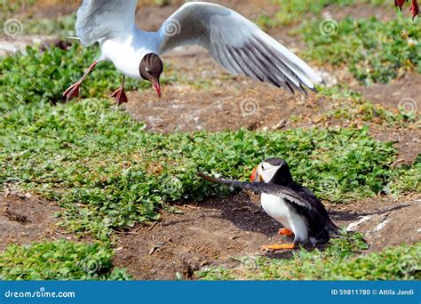 Atlantic Puffin Attacked by Gulls, Farne Islands Nature Reserve, Stock Photo - Image of birding ...