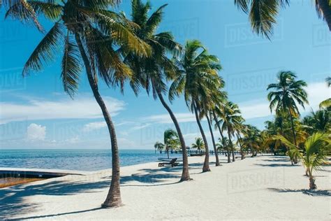 Beach with palm trees, Florida Keys, Florida, USA - Stock Photo - Dissolve