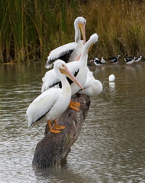 The White Pelican | Bird Facts With New Photographs | The Wildlife