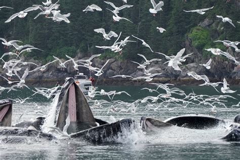 The Humpback Whale Migration Is This Autumn In Alaska