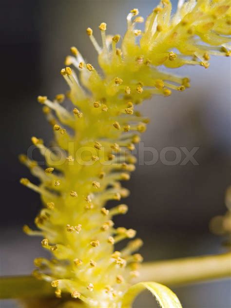 Weeping willow seeds in the spring time | Stock image | Colourbox