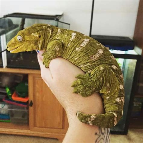 Rhacodactylus leachianus | Cute reptiles, Reptiles pet, Cute animals