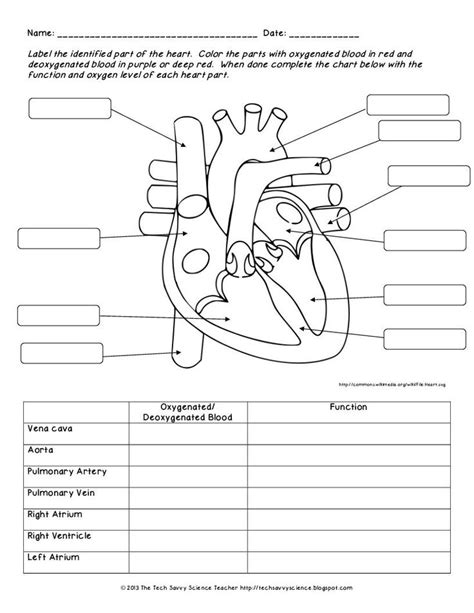 the human heart worksheet