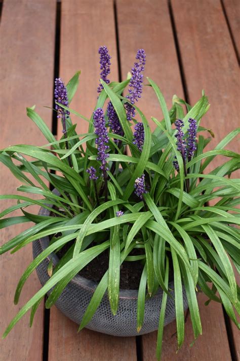 Plant Growers Australia - Liriope Royal Purple