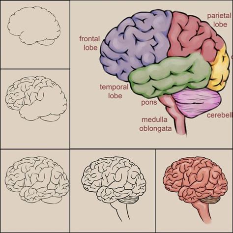 AnatoRef — Drawing the Human Brain Top Image Row 2: Left,... | Brain ...