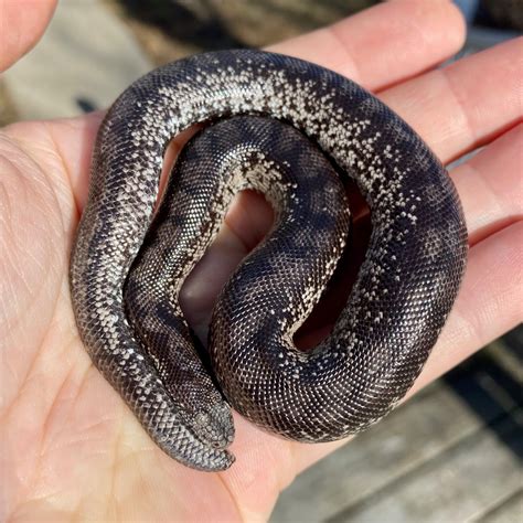 Gray-Sided Black Russian Sand Boa by Stygian Exotics - MorphMarket