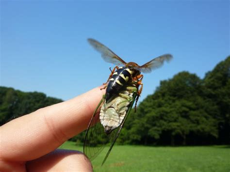 10 Facts about Cicada Killer Wasps | Cicada Mania