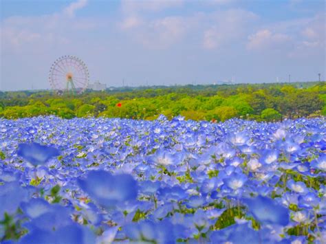 10 Most Beautiful Flower Parks to Visit in Japan