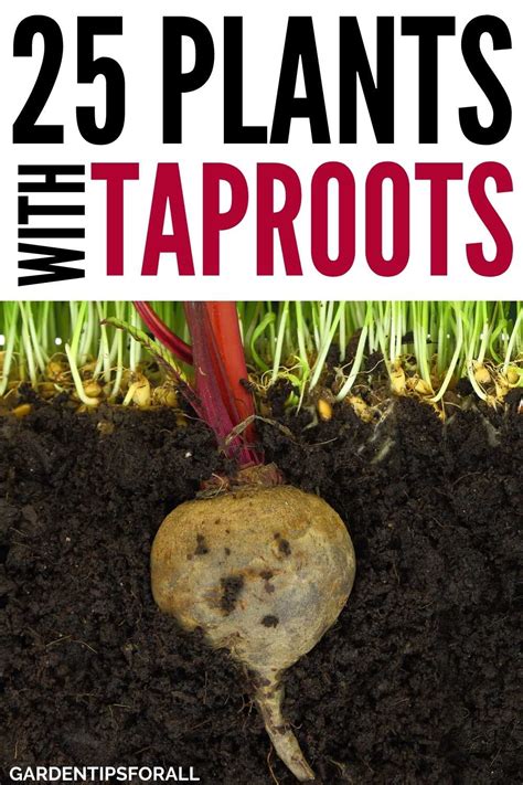 25 Examples of Plants with Taproots (Root System)