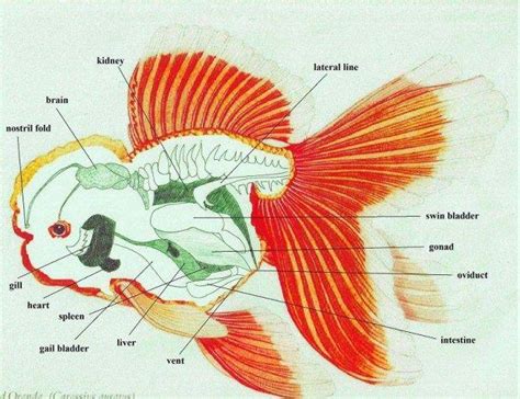 Do Goldfish Have Brains Or Are They Brainless? - AG