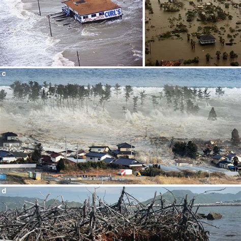 10 Storm fl ood and tsunami hazards mitigation functions of coastal ...