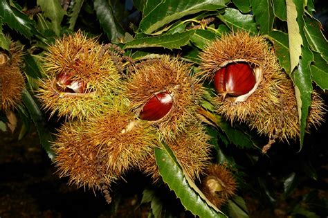 Castagne, il fascino della raccolta - Blog saporedicastagne.com