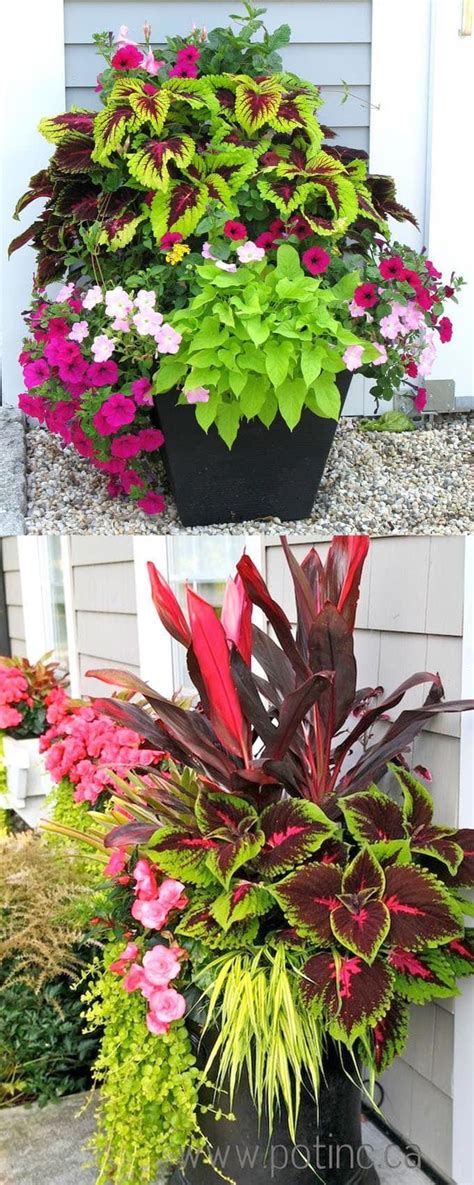 container gardening combination ideas #ContainergardeningIdeas | Shade plants container, Best ...