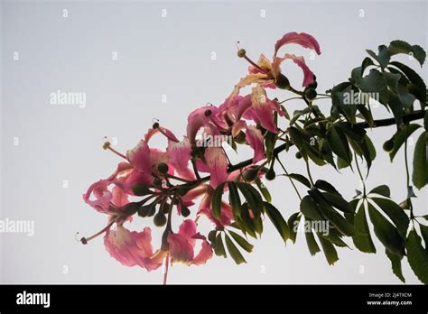 Pink flowers of a ceiba tree Stock Photo - Alamy