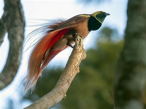 Ave del paraíso de Raggi - eBird