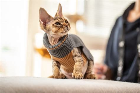 Does Your Cat Need a Sweater When It’s Really Cold? | Purdue University ...