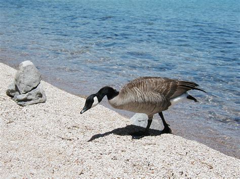 Wild life on Lake Tahoe