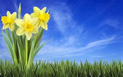 Daffodils Wallpapers - Wallpaper Cave