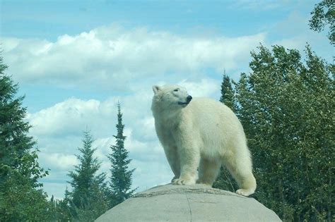 Cochrane Polar Bear Habitat - All You Need to Know BEFORE You Go (2024)