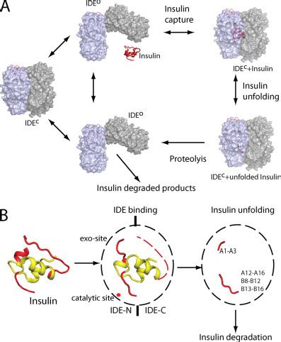 Molecular Basis of Catalytic Chamber-assisted Unfolding and Cleavage of ...