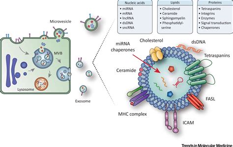 Extracellular Vesicles Evs Id Card Schematic Represen - vrogue.co