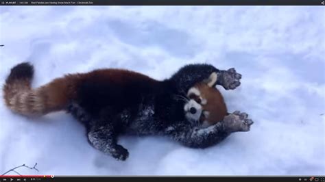 Red Pandas Having The Time Of Their Lives in the Snow! | Red panda baby, Red panda, Pandas playing