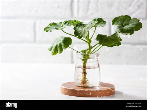 Planting new plants. Cuttings and shoots of geranium and pelargonium plants standing in water ...