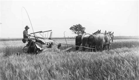 Wheat - Kansapedia - Kansas Historical Society