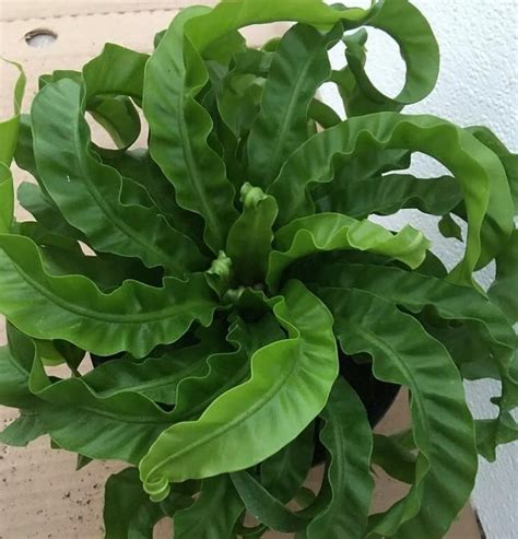 Asplenium 'Hurricane' Fern 6" Pot - Hello Hello Plants