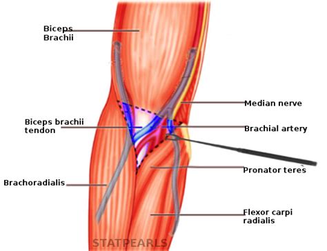 Cubital Fossa Diagram