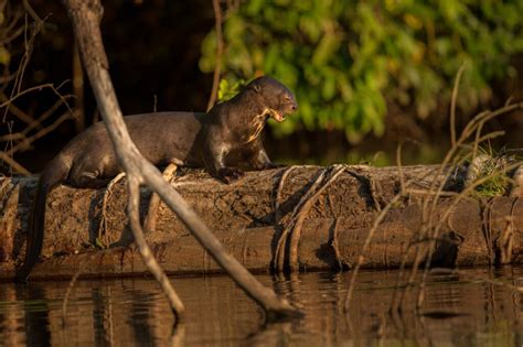 Wildlife Safari Guyana - Dagron Tours - Destination Guyana