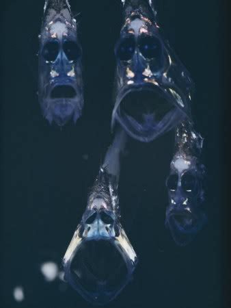 Strange Waters: April 30, 2010 : Hatchetfish