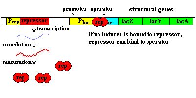 Model of Lac Operon (animation)