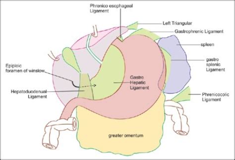 Gastrohepatic Lymph Node Location