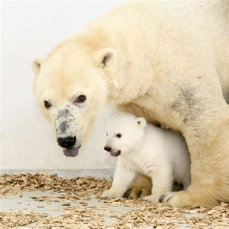 Polar Bear Cub Wanders Grounds Of Zoo In Berlin For The First Time