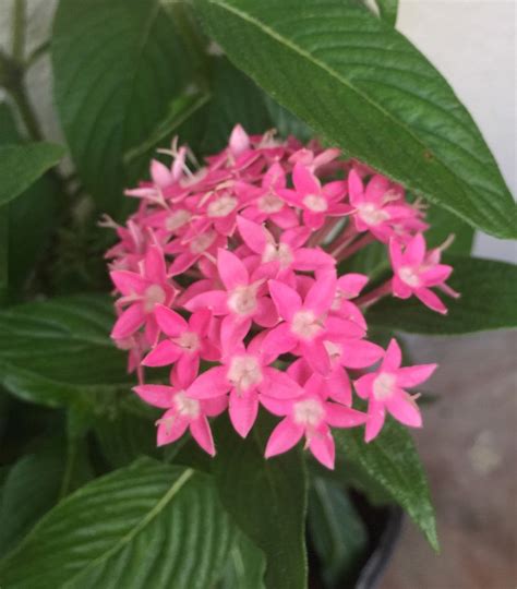 Large Penta PINK Flowers Nectar Plant Frequent Blooms | Etsy