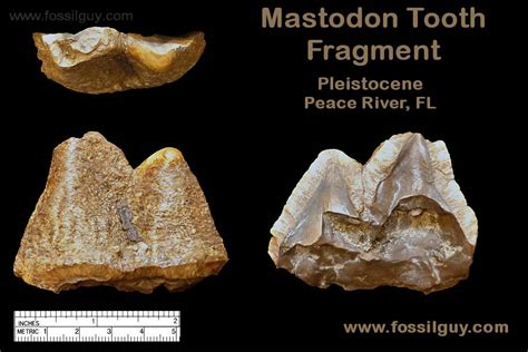 Fossilguy.com: Peace River Fossil Identification