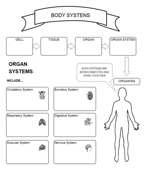 Free Editable Body Systems Graphic Organizer Examples | EdrawMax Online