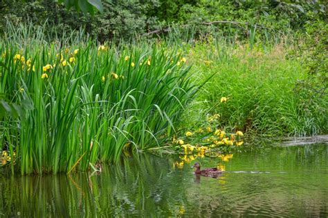 Iris Marsh on a Pond, a Pond with Yellow Flowers, Yellow Iris Stock Photo - Image of outdoors ...