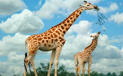 Happy Giraffe Family wallpaper | animals | Wallpaper Better