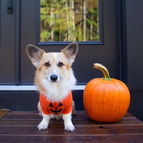 DIY Halloween Pumpkin Hoodie for Dogs