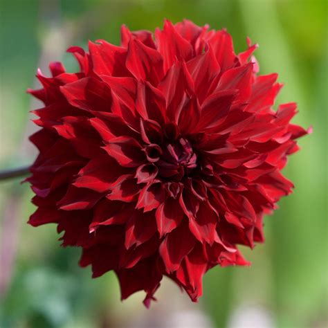 Dahlia Assorted Red Collection - 12 tubers - Longfield Gardens