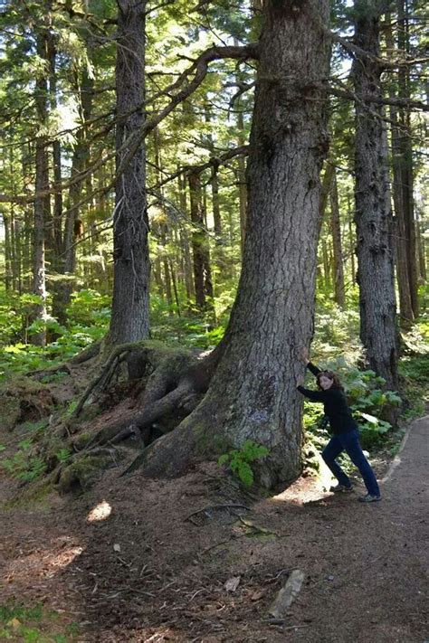 Tongass National Forest | Tongass national forest, National forest, Forest