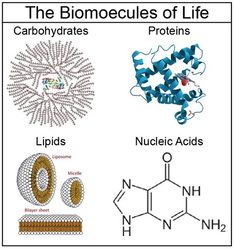 Biomolecules Proteins | Structure And Function Of Biomolecules