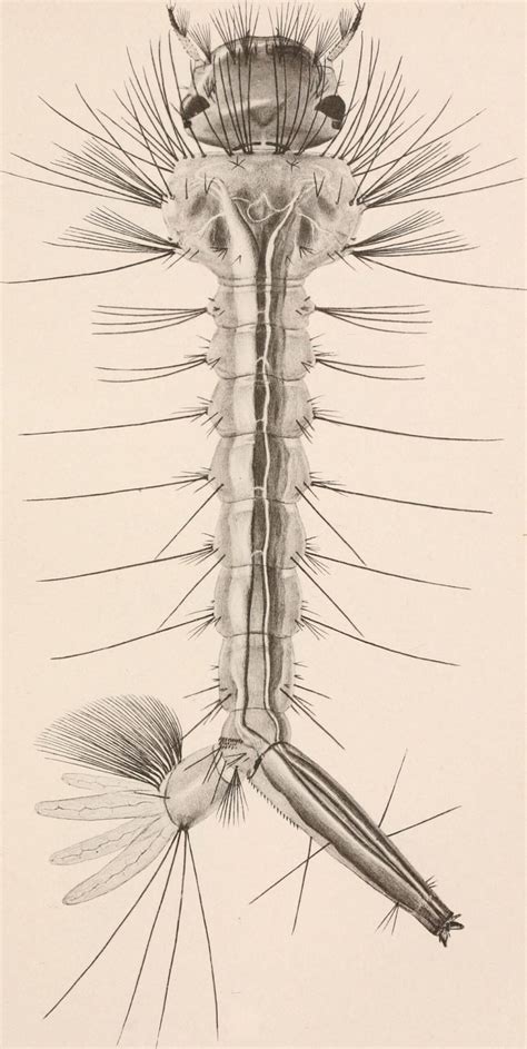 Culex restuans - BioQuipBugs