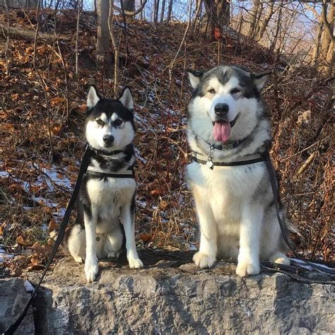 Malamute vs Siberian and Alaskan Husky: What's the Difference? - K9 Web