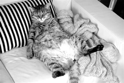 Lazy Fat Cat Sleeping On The Couch Stock Photo - Download Image Now ...