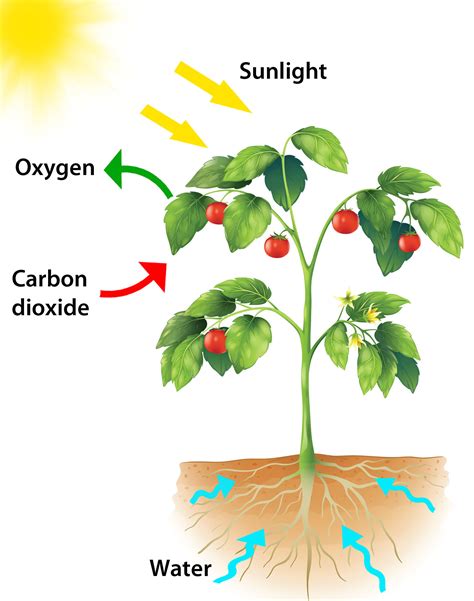 Select the by products of photosynthesis.