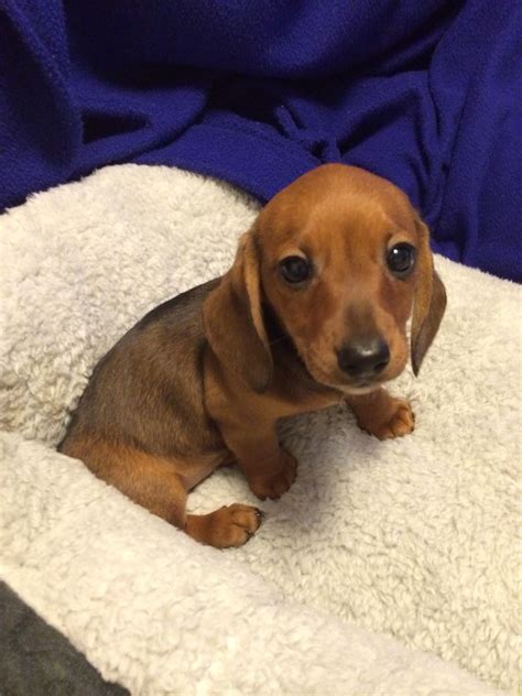 Review Of Red Dachshund Puppy Names References - hustlerinspire