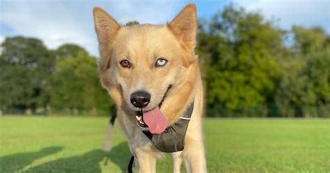 Shiba Inu Husky Mix Breed Info, Facts & Guide | Puplore